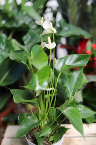 Anthurium andraeanum ‘White Champion’ – dekoracyjna roślina doniczkowa o białych kwiatach i błyszczących, zielonych liściach. Idealna do nowoczesnych i tropikalnych wnętrz.