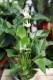 Anthurium andraeanum ‘White Champion’ – dekoracyjna roślina doniczkowa o białych kwiatach i błyszczących, zielonych liściach. Idealna do nowoczesnych i tropikalnych wnętrz.