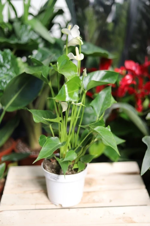 Anthurium andraeanum ‘White Champion’ w aranżacji wnętrza – tropikalna roślina doniczkowa, która wprowadza do przestrzeni świeżość, elegancję i egzotyczny akcent.