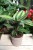 Calathea Beauty Star – elegancka roślina doniczkowa o wydłużonych liściach z jasnymi, kontrastowymi paskami. Idealna do nowoczesnych i tropikalnych aranżacji wnętrz.