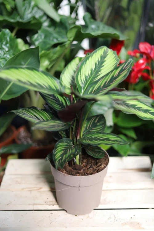 Calathea Beauty Star – elegancka roślina doniczkowa o wydłużonych liściach z jasnymi, kontrastowymi paskami. Idealna do nowoczesnych i tropikalnych aranżacji wnętrz.