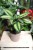 Calathea Beauty Star