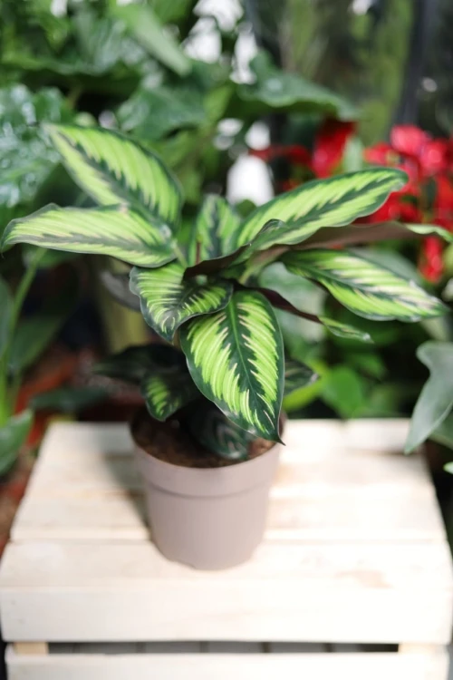 Calathea Beauty Star