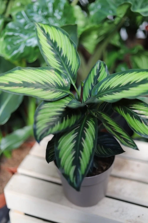 Calathea Beauty Star w aranżacji wnętrza – tropikalna roślina doniczkowa, która wprowadza do przestrzeni naturalny, świeży i elegancki akcent.