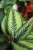 Zbliżenie liści Calathea Beauty Star ukazujące dekoracyjne, jasne pasy na tle intensywnej zieleni. Roślina o egzotycznym wyglądzie i wyjątkowym wzorze.