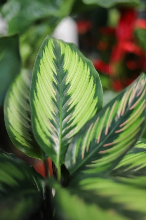 Zbliżenie liści Calathea Beauty Star ukazujące dekoracyjne, jasne pasy na tle intensywnej zieleni. Roślina o egzotycznym wyglądzie i wyjątkowym wzorze.