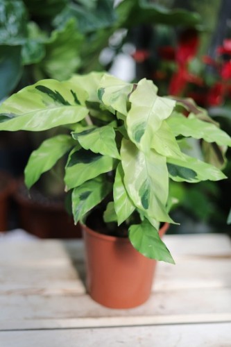 Calathea Fusion Yellow – dekoracyjna roślina doniczkowa o liściach z żółto-zielonym, marmurkowym wzorem. Idealna do nowoczesnych i tropikalnych aranżacji wnętrz.