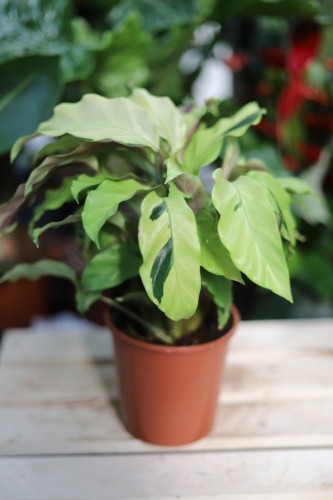 Calathea Fusion Yellow w aranżacji wnętrza – egzotyczna roślina doniczkowa, która dodaje przestrzeni koloru, świeżości i tropikalnego charakteru.