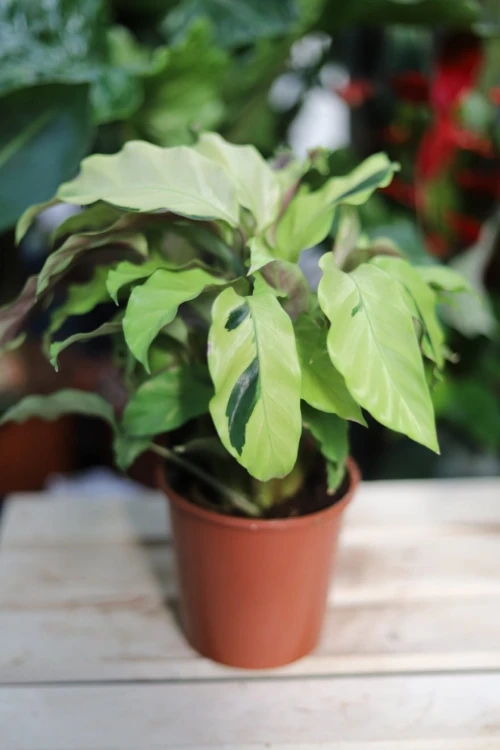 Calathea Fusion Yellow w aranżacji wnętrza – egzotyczna roślina doniczkowa, która dodaje przestrzeni koloru, świeżości i tropikalnego charakteru.