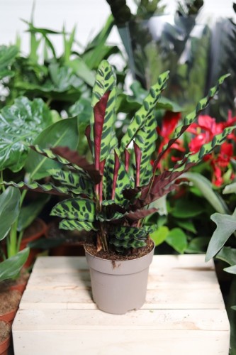 Calathea Lancifolia – dekoracyjna kalatea o smukłych, falowanych liściach z kontrastowym wzorem. Świetnie sprawdzi się jako zielona ozdoba do domu lub biura.