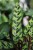 Detal liści Calathea Lancifolia podkreślający charakterystyczne, ciemne wzory i jasne tło. Roślina o unikalnym, tropikalnym wyglądzie.