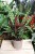 Calathea Lancifolia w aranżacji – stylowa roślina doniczkowa, która wprowadza do wnętrza naturalny klimat i egzotyczny akcent.