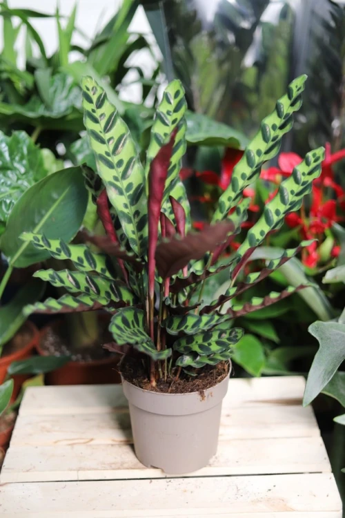 Calathea Lancifolia w aranżacji – stylowa roślina doniczkowa, która wprowadza do wnętrza naturalny klimat i egzotyczny akcent.