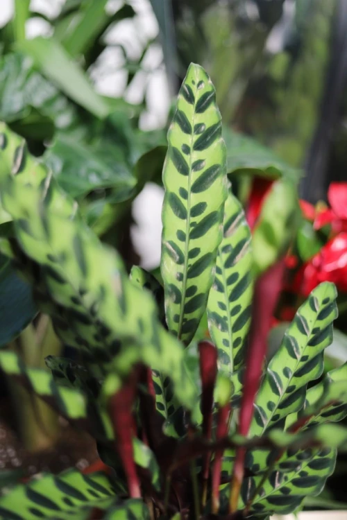 Calathea Lancifolia (Kalatea) (2).JPG