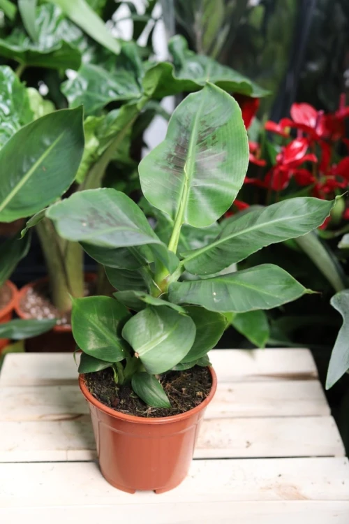 Musa acuminata Dwarf Cavendish (Bananowiec, Musa Tropicana) (1).JPG