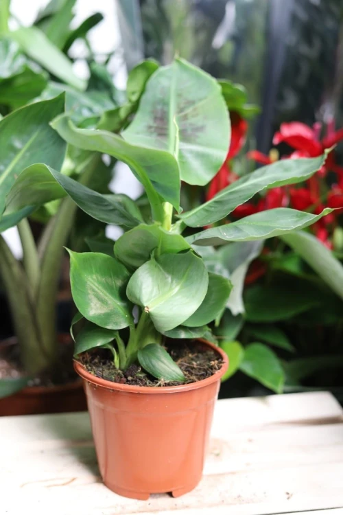 Musa acuminata Dwarf Cavendish (Bananowiec, Musa Tropicana) (2).JPG