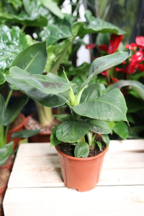 Musa acuminata Dwarf Cavendish (Bananowiec, Musa Tropicana) (3).JPG