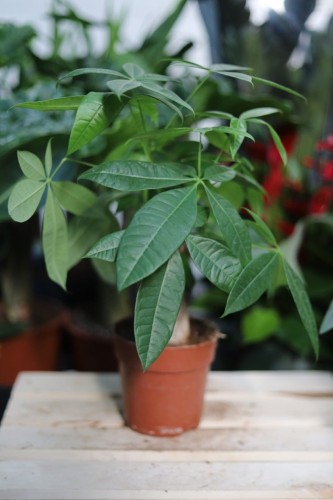 Pachira aquatica (Pachira Wodna) (1).JPG