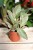 Peperomia clusiifolia ‘Jelly’ w aranżacji wnętrza – kompaktowa roślina doniczkowa, która wprowadza do przestrzeni kolor, świeżość i nowoczesny akcent.