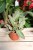 Peperomia clusiifolia Jelly (Peperomia kluzjolistna tricolor)