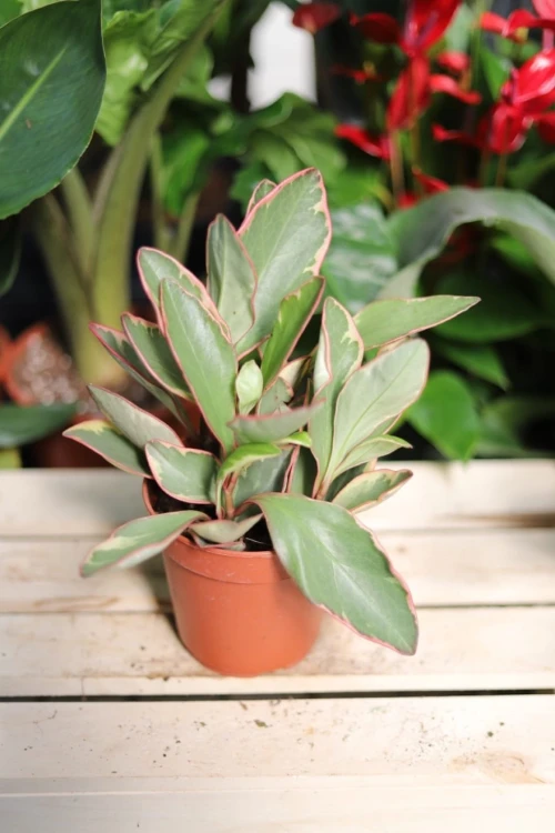 Peperomia clusiifolia Jelly (Peperomia kluzjolistna tricolor)