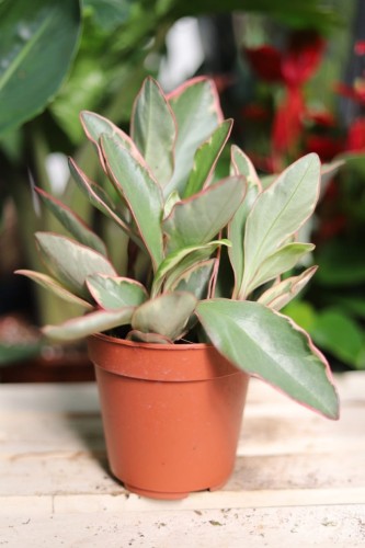 Peperomia clusiifolia ‘Jelly’ – efektowna roślina doniczkowa o mięsistych liściach z zielonym środkiem i kremowo-różowymi obrzeżami.