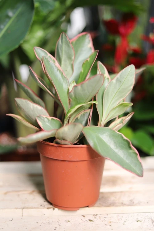 Peperomia clusiifolia ‘Jelly’ – efektowna roślina doniczkowa o mięsistych liściach z zielonym środkiem i kremowo-różowymi obrzeżami.