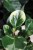 Peperomia obtusifolia Variegata Marble (Peperomia tępolistna) (4).JPG