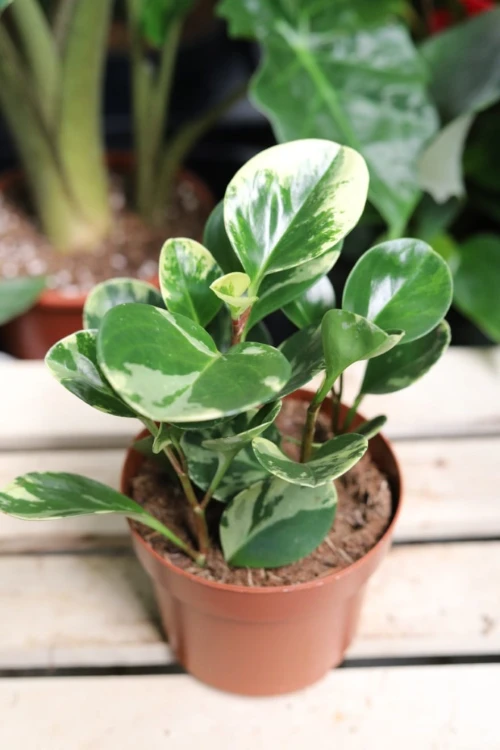 Peperomia obtusifolia Variegata Marble (Peperomia tępolistna) (1).JPG