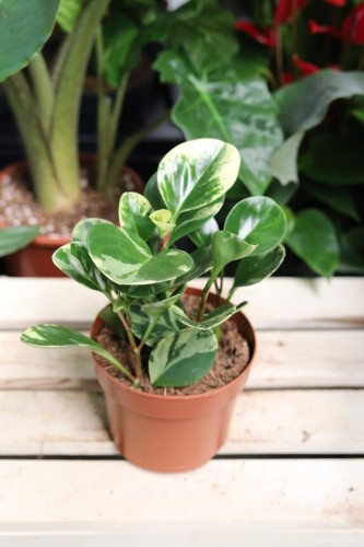 Peperomia obtusifolia Variegata Marble (Peperomia tępolistna) (2).JPG
