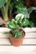 Peperomia obtusifolia Variegata Marble (Peperomia tępolistna) (2).JPG