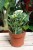 Peperomia obtusifolia Variegata Marble (Peperomia tępolistna) (3).JPG