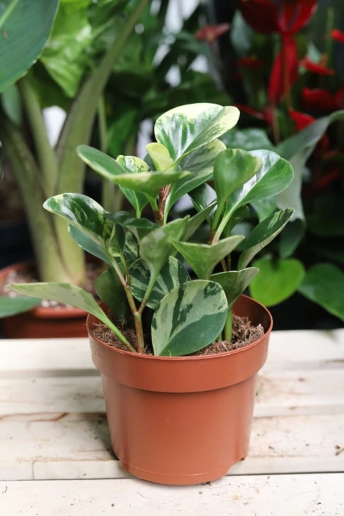 Peperomia obtusifolia Variegata Marble (Peperomia tępolistna) (3).JPG