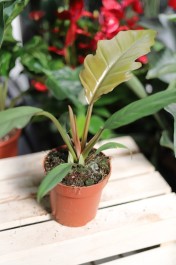 Philodendron bipinnatifidum ’Choco Empress’ – dekoracyjna roślina doniczkowa o dużych, głęboko klapowanych liściach w ciemnozielonym odcieniu. Idealna do tropikalnych wnętrz.
