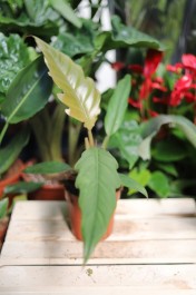 Zbliżenie liści Philodendron ’Choco Empress’ ukazujące ich dekoracyjne wycięcia i aksamitną fakturę. Roślina o egzotycznym i luksusowym wyglądzie.