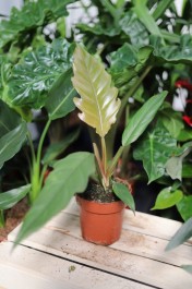 Philodendron bipinnatifidum ’Choco Empress’ w aranżacji wnętrza – tropikalna roślina doniczkowa, która wprowadza do przestrzeni elegancję, naturalny akcent i egzotyczny klimat.