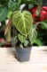 Philodendron El Choco Red (Filodendron) (2).JPG