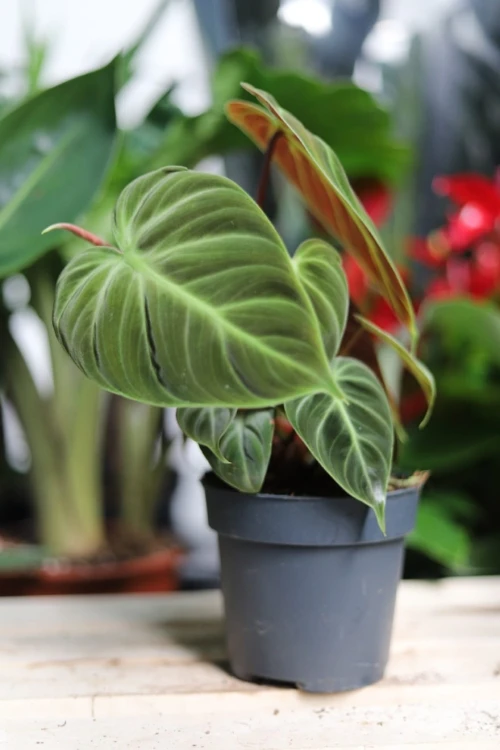 Philodendron El Choco Red (Filodendron) (3).JPG