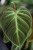 Philodendron El Choco Red (Filodendron) (4).JPG
