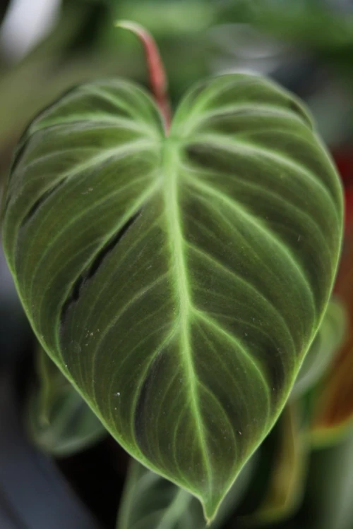 Philodendron El Choco Red (Filodendron) (4).JPG