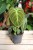 Philodendron El Choco Red (Filodendron) (1).JPG
