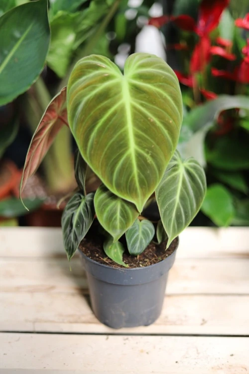 Philodendron El Choco Red (Filodendron) (1).JPG