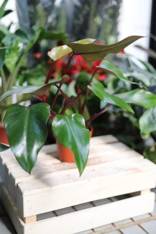 Philodendron erubescens Red Emerald (Filodendron Czerwieniejący) (2).JPG