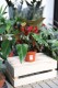 Philodendron erubescens Red Emerald (Filodendron Czerwieniejący) (3).JPG
