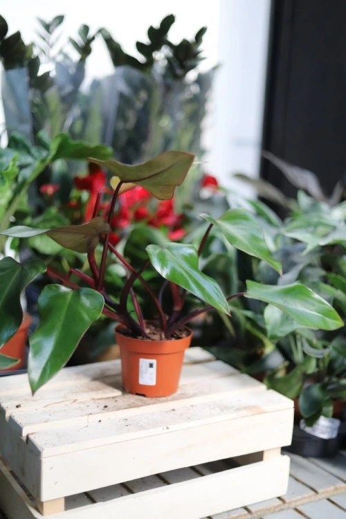 Philodendron erubescens Red Emerald (Filodendron Czerwieniejący) (5).JPG