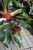 Philodendron erubescens Red Emerald (Filodendron Czerwieniejący).JPG