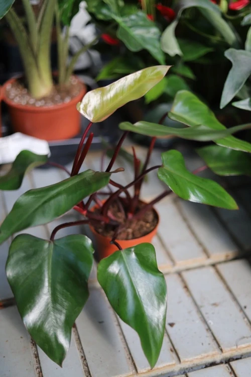 Philodendron erubescens Red Emerald (Filodendron Czerwieniejący).JPG