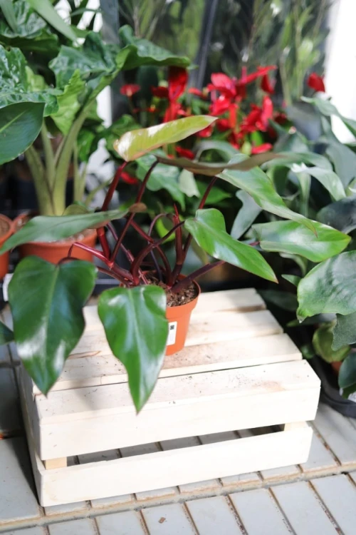 Philodendron erubescens Red Emerald (Filodendron Czerwieniejący) (1).JPG