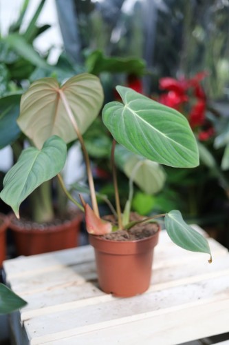 Philodendron Gloriosum (Filodendron) (1).JPG