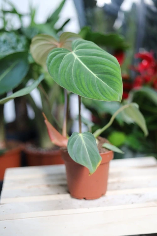 Philodendron Gloriosum (Filodendron) (2).JPG